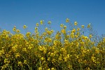 Rapeseed field near Boarhunt, UK. : United Kingdom