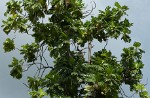 Graeme Hall Nature Sanctuary Barbados. : Barbados