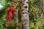 Graeme Hall Nature Sanctuary Barbados. : Barbados