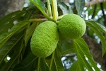 Delicious breadfruit, Barbados. : Barbados