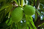 Delicious breadfruit, Barbados. : Barbados