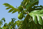 Breadfruit, Barbados. : Barbados