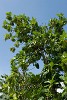 Breadfruit tree, Barbados. : Barbados