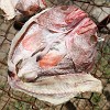 Drying fish, Grenada Island. : Grenada