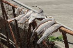 Drying fish, Grenada Island. : Grenada