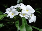 Grenada - Carriacou Island. : Flowers, Grenada