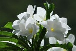 Grenada - Carriacou Island. : Flowers, Grenada