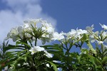 Grenada - Carriacou Island. : Flowers, Grenada