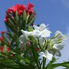 Grenada - Carriacou Island. : Flowers, Grenada