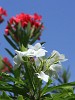 Grenada - Carriacou Island. : Flowers, Grenada