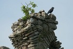 One of the many ruins in Ireland. : Ireland