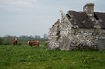 In the Irish countryside. : Ireland