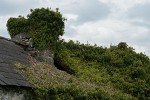 In the Irish countryside. : Ireland