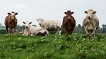 In the Irish countryside. : Ireland