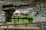 In the Irish countryside. : Ireland