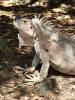 Nicely colored Iguana posing on Baradol Island, Tobago Cays, St Vincent & the Grenadines. : St Vincent & the Grenadines, Animals