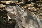 Nicely colored Iguana posing on Baradol Island, Tobago Cays, St Vincent & the Grenadines. : St Vincent & the Grenadines, Animals