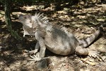 Nicely colored Iguana posing on Baradol Island, Tobago Cays, St Vincent & the Grenadines. : St Vincent & the Grenadines, Animals