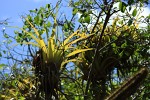 Baradol Island, Tobago Cays, St Vincent & the Grenadines. : St Vincent & the Grenadines