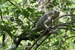 Iguana on Baradol Island, Tobago Cays, St Vincent & the Grenadines. : St Vincent & the Grenadines, Animals