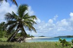 Petit Tabac, Tobago Cays, St Vincent & the Grenadines. : St Vincent & the Grenadines