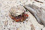 Hermit crab on Petit Tabac, Tobago Cays, St Vincent & the Grenadines. : St Vincent & the Grenadines, Animals