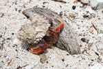 Hermit crab on Petit Tabac, Tobago Cays, St Vincent & the Grenadines. : St Vincent & the Grenadines, Animals