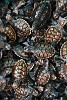 Hundreds of recently hatched Hawksbill Turtles at the Old Hegg Turtle Sanctuary on Bequia Island, St Vincent & the Grenadines. : St Vincent & the Grenadines, Animals