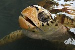 Adult Albino Hawksbill Turtle at the Old Hegg Turtle Sanctuary on Bequia Island, St Vincent & the Grenadines. : St Vincent & the Grenadines, Animals