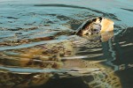 Adult Albino Hawksbill Turtle at the Old Hegg Turtle Sanctuary on Bequia Island, St Vincent & the Grenadines. : St Vincent & the Grenadines, Animals