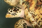 Adult Albino Hawksbill Turtle at the Old Hegg Turtle Sanctuary on Bequia Island, St Vincent & the Grenadines. : St Vincent & the Grenadines, Animals