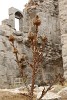 Ajloun Castle (Qala'at ar-Rabad) : Jordan