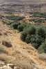 Moses' Springs near Mt Nebo. : Jordan