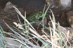 Very loud green frog enjoying Moses' Springs. : Jordan