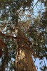 Pepper(?) tree at Moses' Springs. : Jordan