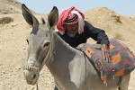 Old Bedouin preparing to ride his donkey. : Jordan