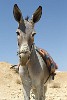 Donkey near Mt Nebo. : Jordan