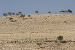 Mountains East of the Jordan Valley. : Jordan