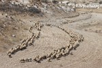 Bedouin Sheepherder with his large flock. : Jordan