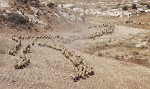 Bedouin Sheepherder with his large flock. : Jordan