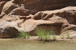 Wadi Mujib Canyon. : Jordan