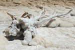 Saltified(?) tree on the Dead Sea shore. : Jordan