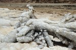 Saltified(?) tree on the Dead Sea shore. : Jordan