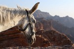 This horse (how on earth did it get up there) does not seem to be very excited by the view. : Jordan