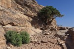 Path leading to the High Place of Sacrifice. : Jordan