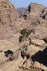 The ancient city of Petra as seen from the High Place of Sacrifice or locally known as Al-Madbah (the Altar). The Nabataeans levelled the top of Jebel Madbah to make a platform, digging large depressions with drains to channel the blood of sacrificial animals. At first there doesn't seem much to see except for some weathered steps, but this is in fact one of the best-preserved sacred sacrificial sites from ancient times. : Jordan