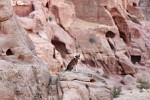 Dog guarding Petra's Royal Tombs. : Jordan