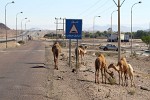 What does the sign say? Hump muster point? : Jordan