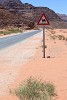 Beware of crossing camels, Wadi Rum, Jordan. : Jordan