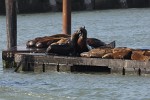 Sea lions at San Francisco's Pier 39.